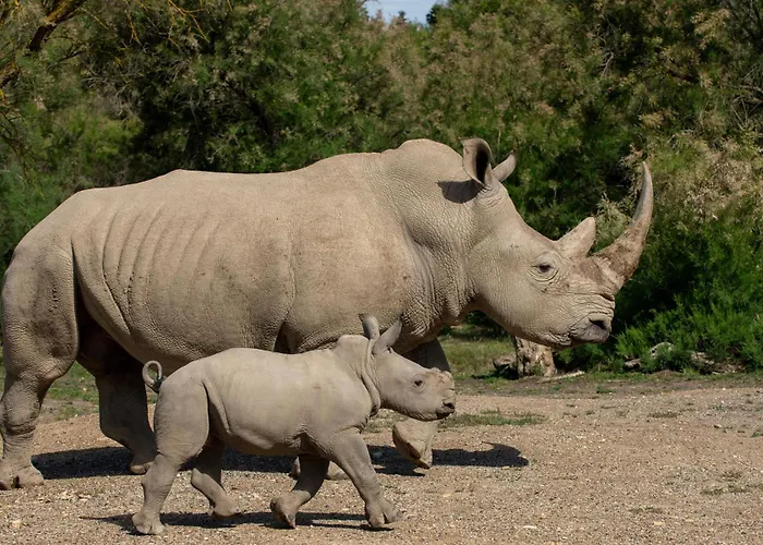 Le Mieukerien - Reserve Africaine 15 Mn - 200 M * Пор-ла-Нувель